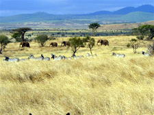 Tanzania-Tanzania-Kilimanjaro Big Game Trail